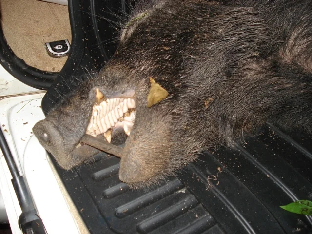 tg_hog_car1.webp