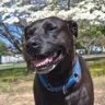 Dances With Mutts